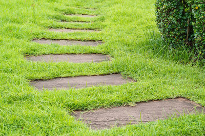 Plants growing on field