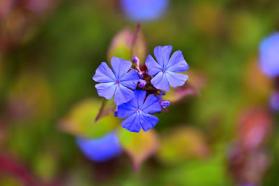 Close-up of purple flowering plant