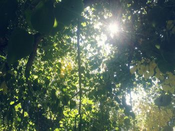 Sun shining through trees