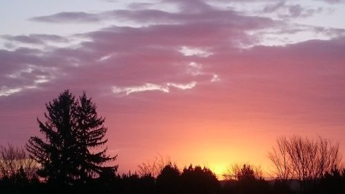 Silhouette trees against sky at sunset