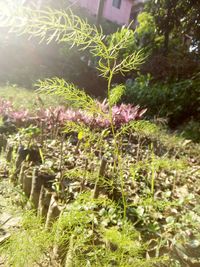 Plants growing in park