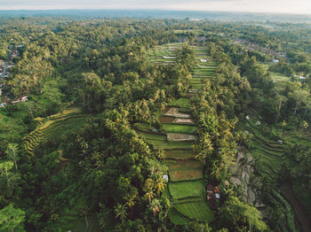 High angle view of agricultural field