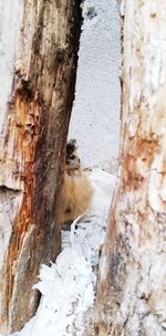 Close-up of an animal on tree trunk during winter