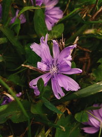 Close-up of purple flower blooming outdoors