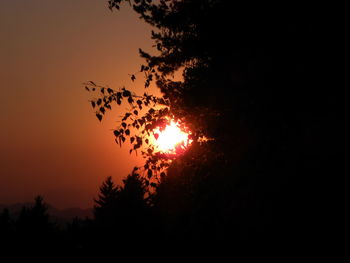 Sun shining through trees