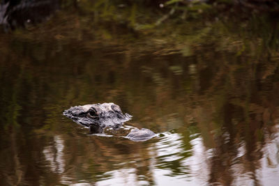 Close-up of turtle swimming in water