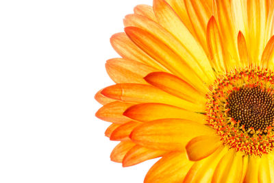 Close-up of sunflower against white background