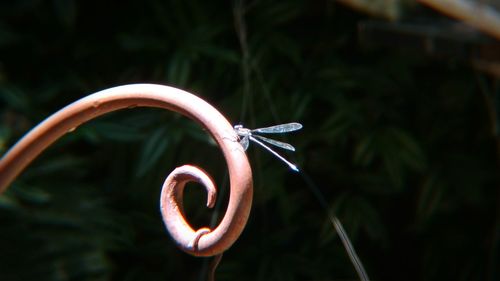 Close-up of spiral plant