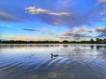 View of ducks swimming in lake