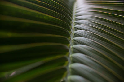Extreme close up of leaf