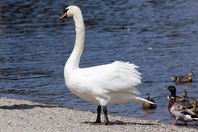 Close-up of swan in lake