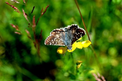 Close-up of butterfly pollinating on yellow flower