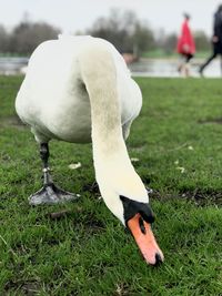 White swan on a field