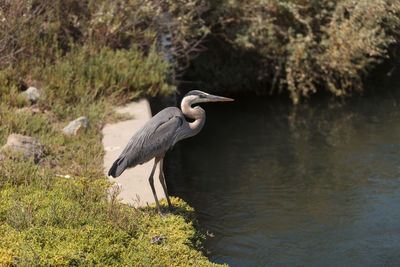 High angle view of gray heron