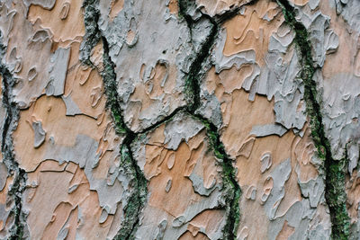 Full frame shot of weathered tree trunk