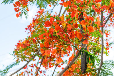 Close-up of red flowering plant on tree