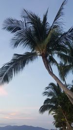 Low angle view of palm tree against sky