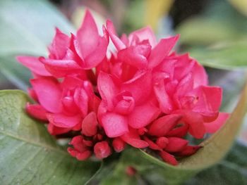 Close-up of pink rose flower