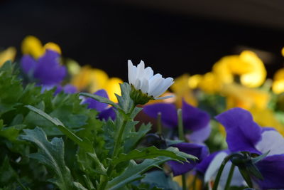 Close-up of flowers growing on plant