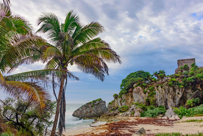 Palm trees by sea against sky