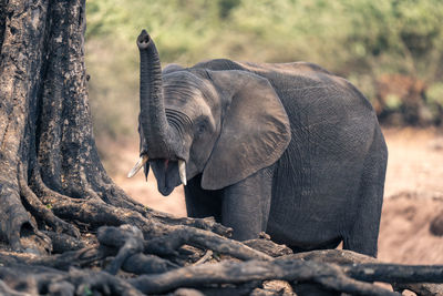 Close-up of elephant