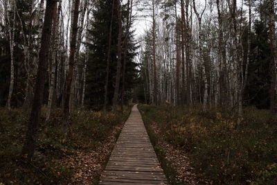 Boardwalk amidst trees in forest