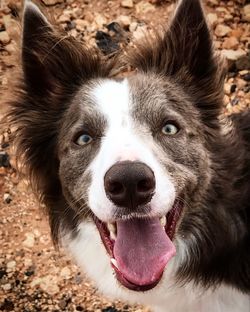 Close-up portrait of dog