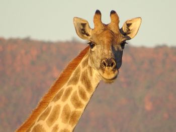 Portrait of giraffe