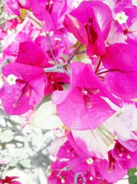 Close-up of pink bougainvillea blooming on tree