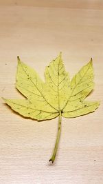 Close-up of maple leaf