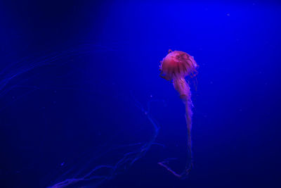 Close-up of jellyfish in sea