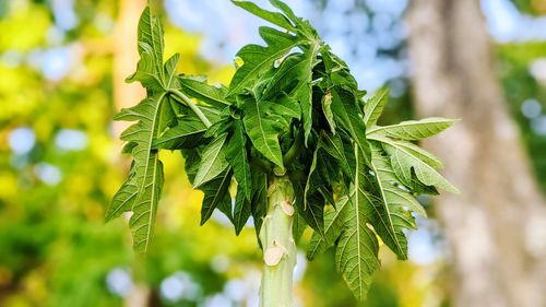 Close-up of fresh green leaves