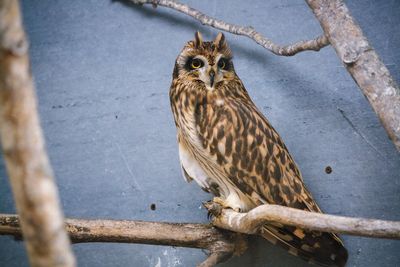 Bird perching on wall