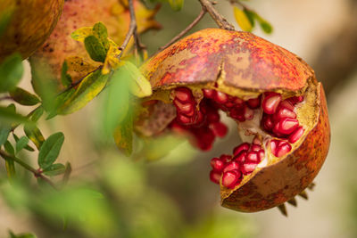 Close-up of fresh red berries on tree