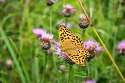 Butterfly pollinating on pink flower