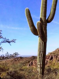 Plants growing on field against blue sky