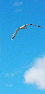 Bird flying against blue sky