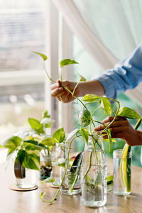 Hand holding plant on table