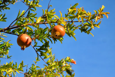 Low angle view of tree against clear blue sky