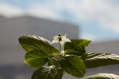 Close-up of yellow flowers blooming outdoors