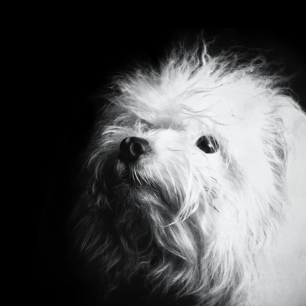 one animal, animal themes, close-up, animal head, studio shot, animal body part, black background, animal hair, domestic animals, pets, animal eye, indoors, white color, portrait, front view, wildlife, white, looking away, bird