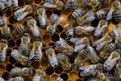 High angle view of bee