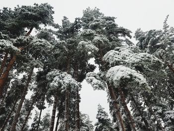 Low angle view of trees against sky during winter