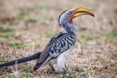 Side view of hornbill on land