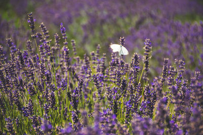 Beautiful violet flowers in a lavender field with butterflies