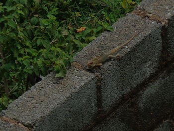 High angle view of plants