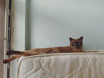 Portrait of a cat on wall at home