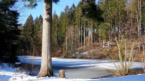Scenic view of snow covered trees in forest