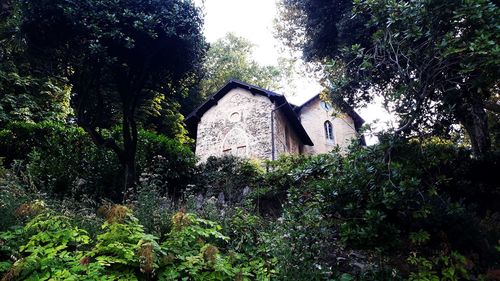 Low angle view of trees and cottage in forest