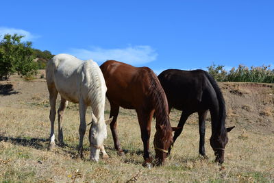 Horses grazing on grassy field against blue sky